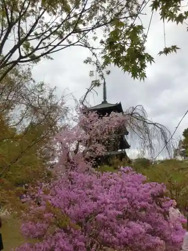 仁和寺の庭園