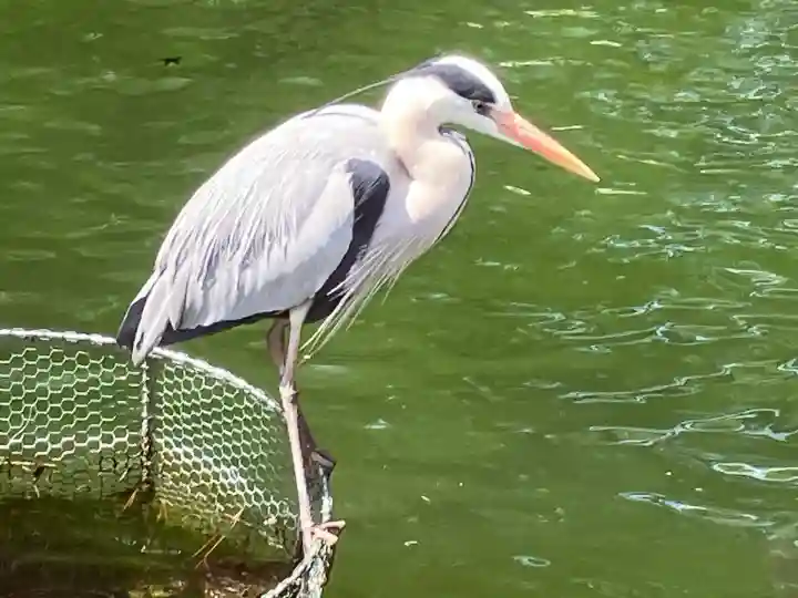 真清田神社(愛知県)