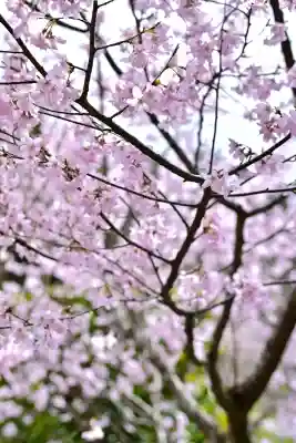 彌彦神社(新潟県)
