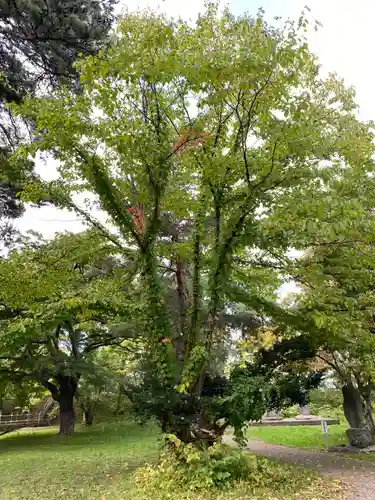 青森縣護國神社の景色