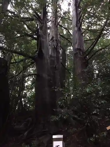 藤下若宮八幡神社の自然