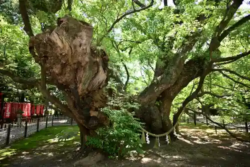 浜松八幡宮(静岡県)