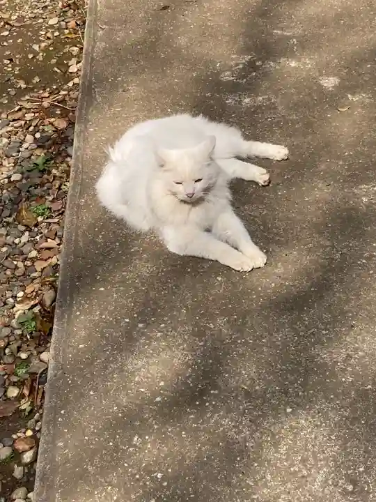 小金八坂神社(千葉県)