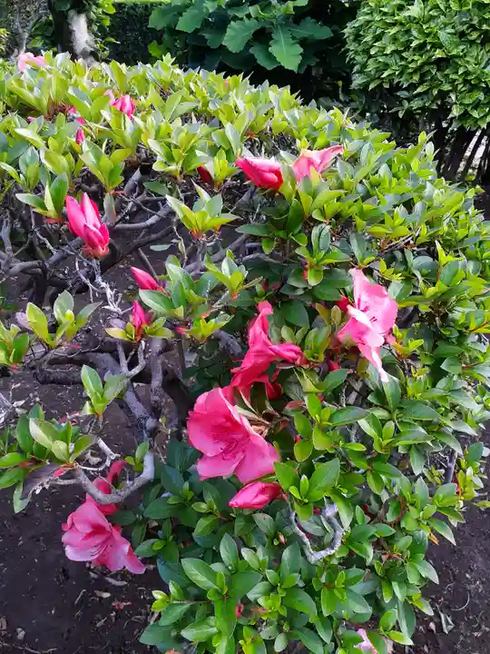 伏木香取神社の自然