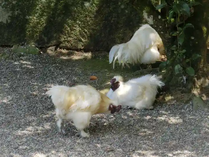 石上神宮の動物