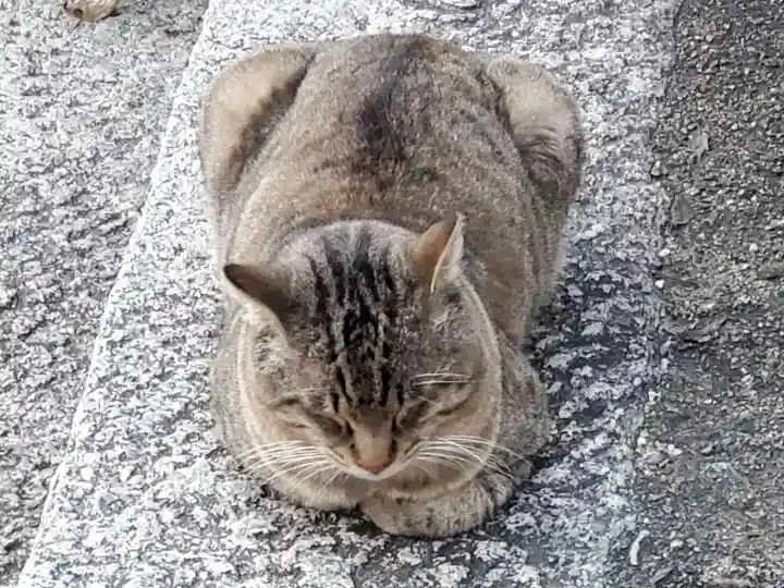 御袖天満宮の動物