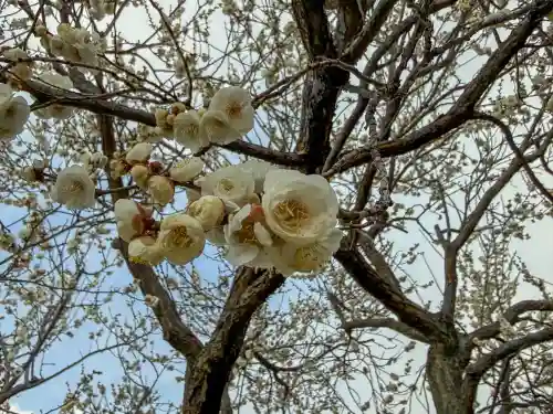 亀戸天神社の{uncategorized: "未分類", other: "その他", undefined: "問題あり", building: "その他建物", grave: "お墓", sacred_gate: "鳥居", guardian: "狛犬", statue: "像", buddha: "仏像", history: "歴史", nature: "自然", garden: "庭園", animal: "動物", pagoda: "塔", temizu: "手水舎", mountain_gate: "山門・神門", sanctuary: "本殿・本堂", subordinate: "末社・摂社", art: "芸術", scenery: "景色", jizo: "地蔵", ema: "絵馬", goshuin: "御朱印", omikuji: "おみくじ", items: "授与品その他", amulet: "お守り", goshuincho: "御朱印帳", eats: "食事", festival: "お祭り", votive_dance: "神楽", shichigosan: "七五三参", wedding: "結婚式", experience: "体験その他", initially: "初詣", around: "周辺", anti_infection: "感染症対策"}
