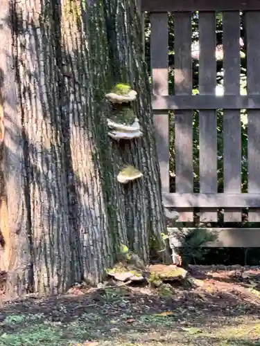帯廣神社の自然