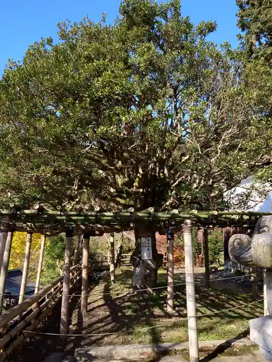 宝厳寺(滋賀県)