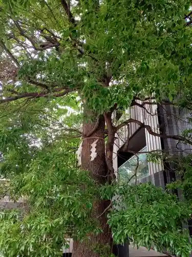 赤城神社の自然