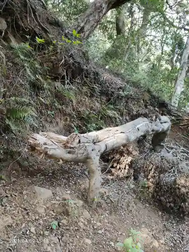 伊豆山神社の自然