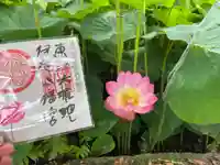 伊賀八幡宮の自然