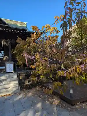 桜神宮(東京都)