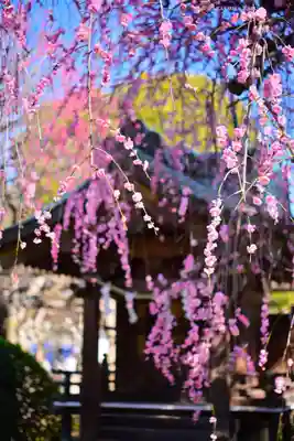 亀戸天神社(東京都)