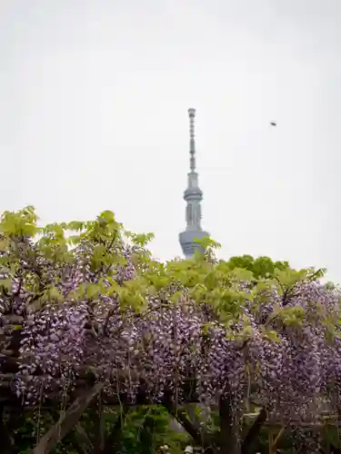 亀戸天神社(東京都)