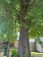 菊理姫像石神社(富山県)