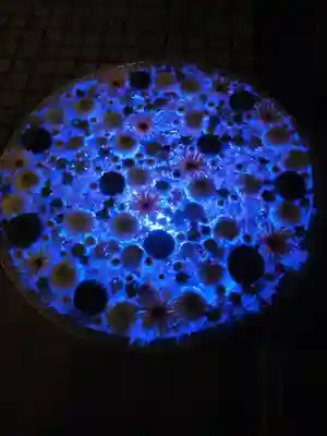 行田八幡神社(埼玉県)