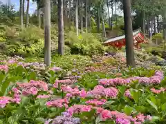 三室戸寺の庭園