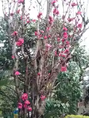 荘厳寺の自然