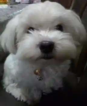 市谷亀岡八幡宮(東京都)