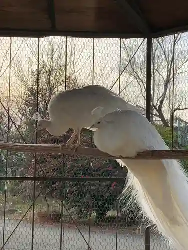 進雄神社の動物