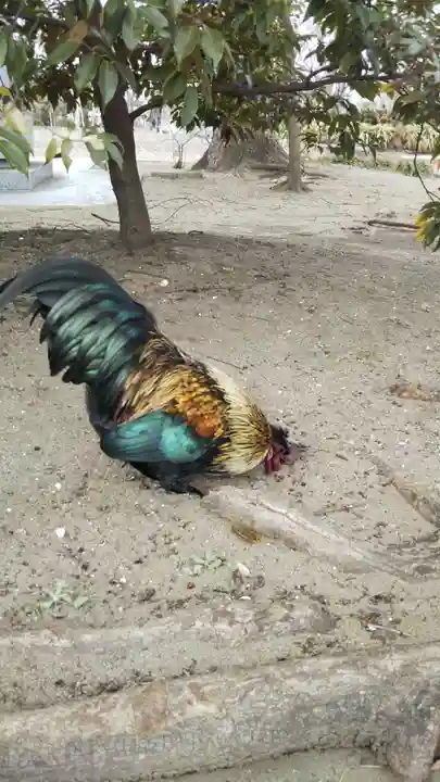飯香岡八幡宮の動物
