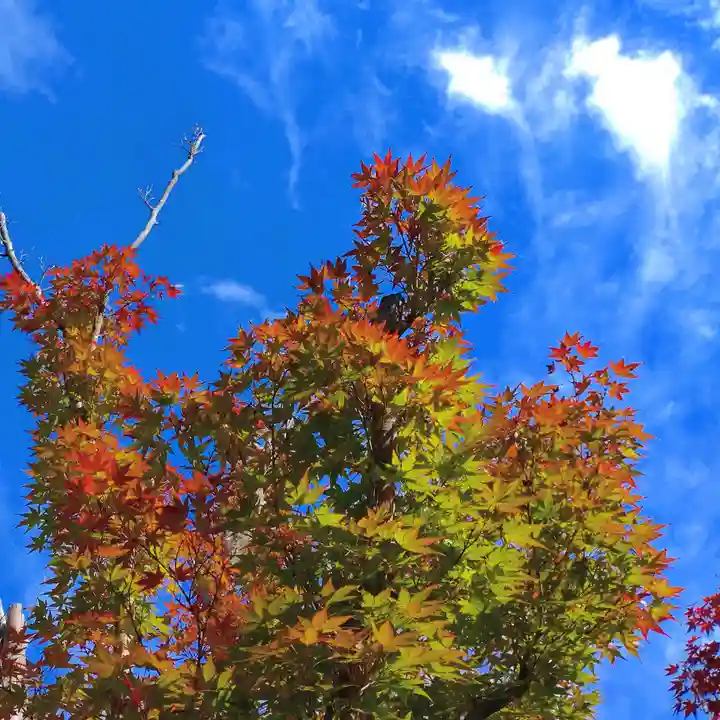 寿量山 速成寺の自然