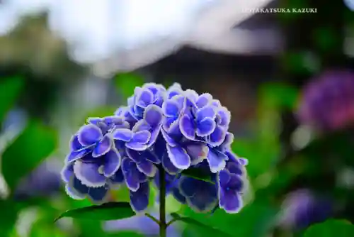 本郷氷川神社(東京都)