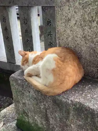 御井神社の動物