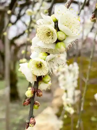 北野天満宮の自然