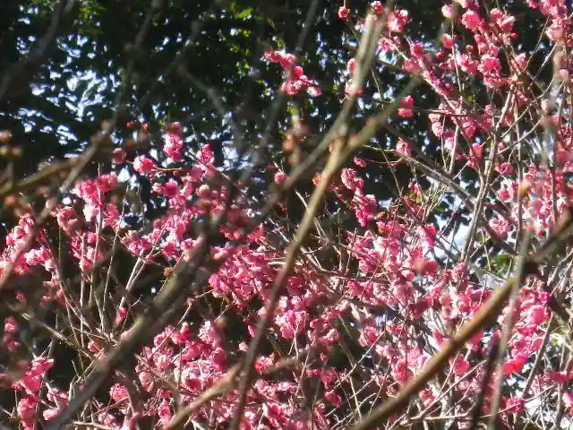 荏柄天神社の自然