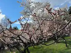 北海道神宮の自然