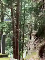 山王神社の自然