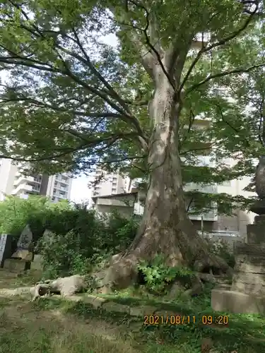 愛宕神社の自然