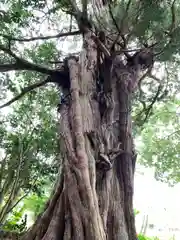 浄瑠璃寺の自然