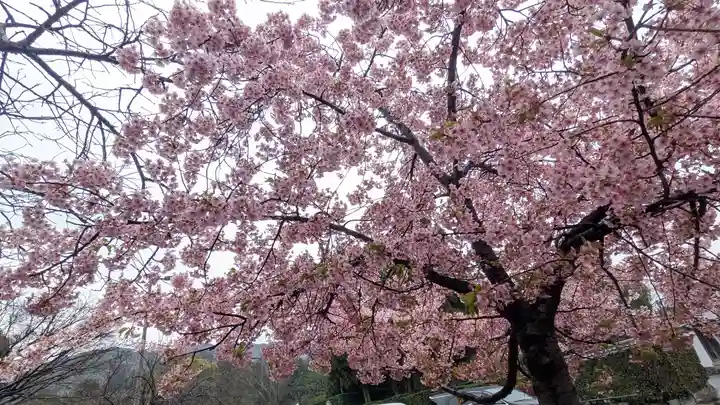 知恩院(京都府)
