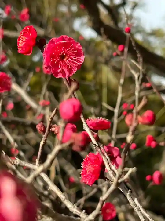 住吉大社の{uncategorized: "未分類", other: "その他", undefined: "問題あり", building: "その他建物", grave: "お墓", sacred_gate: "鳥居", guardian: "狛犬", statue: "像", buddha: "仏像", history: "歴史", nature: "自然", garden: "庭園", animal: "動物", pagoda: "塔", temizu: "手水舎", mountain_gate: "山門・神門", sanctuary: "本殿・本堂", subordinate: "末社・摂社", art: "芸術", scenery: "景色", jizo: "地蔵", ema: "絵馬", goshuin: "御朱印", omikuji: "おみくじ", items: "授与品その他", amulet: "お守り", goshuincho: "御朱印帳", eats: "食事", festival: "お祭り", votive_dance: "神楽", shichigosan: "七五三参", wedding: "結婚式", experience: "体験その他", initially: "初詣", around: "周辺", anti_infection: "感染症対策"}