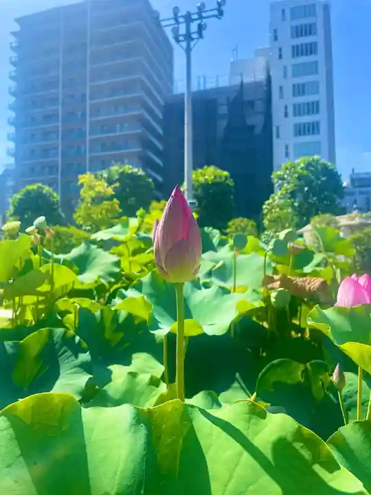 築地本願寺(本願寺築地別院)(東京都)