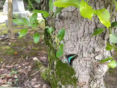 春日神社(福井県)