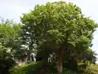 石神神社・稲荷神社の自然