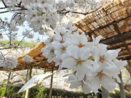 鶴岡八幡宮の{uncategorized: "未分類", other: "その他", undefined: "問題あり", building: "その他建物", grave: "お墓", sacred_gate: "鳥居", guardian: "狛犬", statue: "像", buddha: "仏像", history: "歴史", nature: "自然", garden: "庭園", animal: "動物", pagoda: "塔", temizu: "手水舎", mountain_gate: "山門・神門", sanctuary: "本殿・本堂", subordinate: "末社・摂社", art: "芸術", scenery: "景色", jizo: "地蔵", ema: "絵馬", goshuin: "御朱印", omikuji: "おみくじ", items: "授与品その他", amulet: "お守り", goshuincho: "御朱印帳", eats: "食事", festival: "お祭り", votive_dance: "神楽", shichigosan: "七五三参", wedding: "結婚式", experience: "体験その他", initially: "初詣", around: "周辺", anti_infection: "感染症対策"}