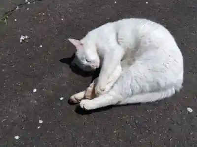 御誕生寺（猫寺）(福井県)