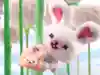 ぴょんさんのプロフィール画像
