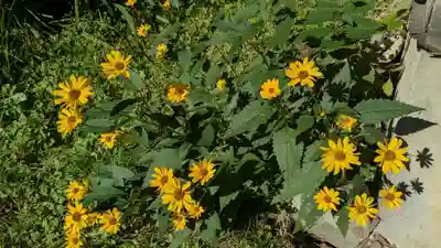 滝の不動尊の自然