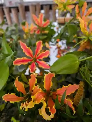 高円寺氷川神社(東京都)