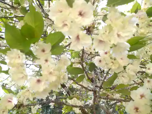 上一宮大粟神社の自然