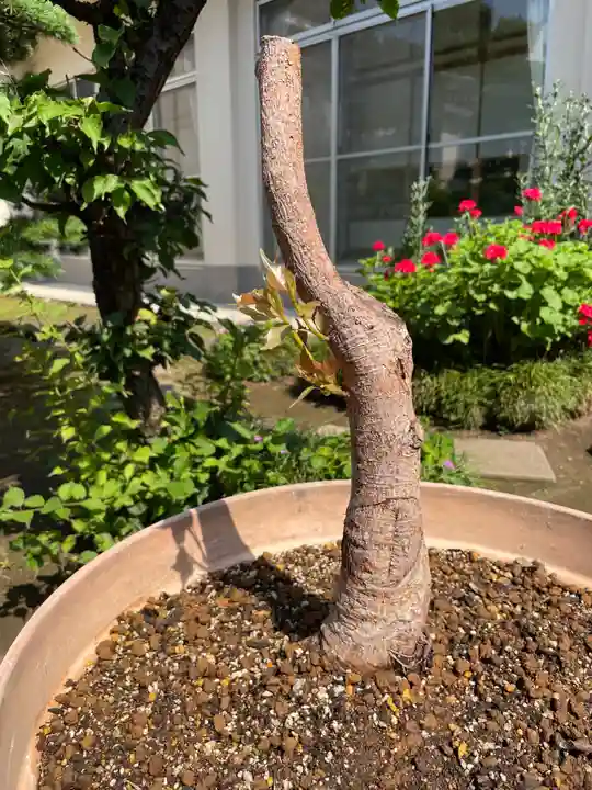 福王山 慈眼寺の自然