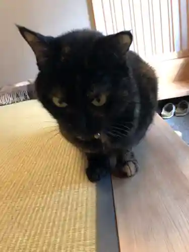 五十稲荷神社(栄寿稲荷神社)の動物