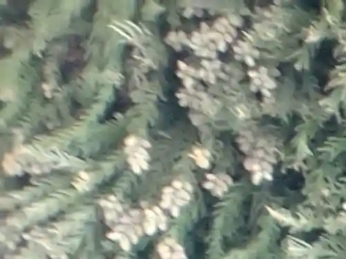 大國魂神社の自然