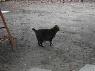 素盞烏尊神社の動物